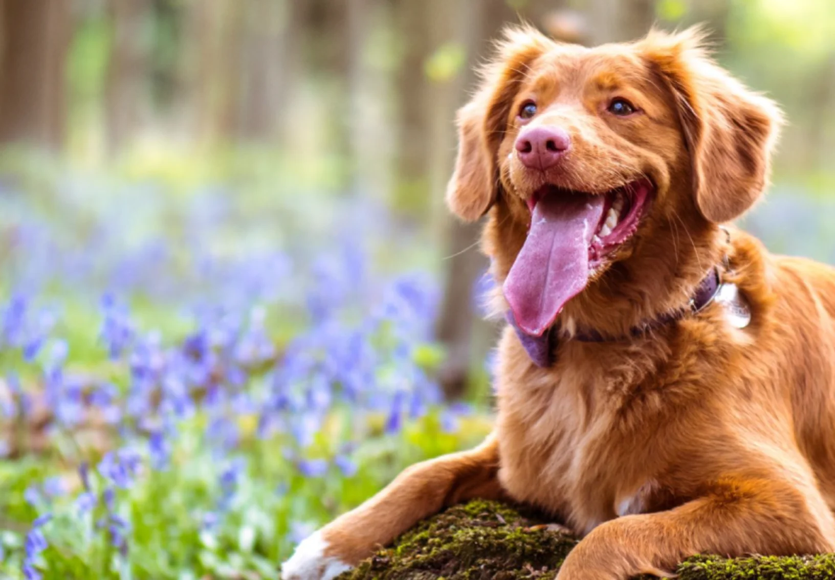 Dog sitting on rock with light purple flowers around