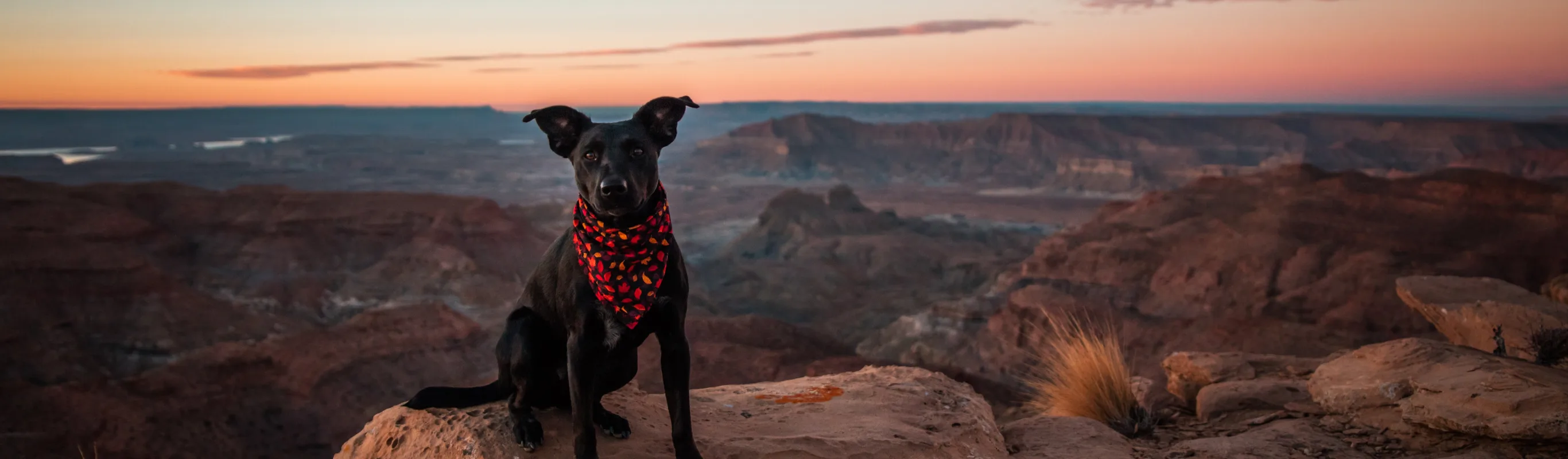 Dog sitting on a cliff