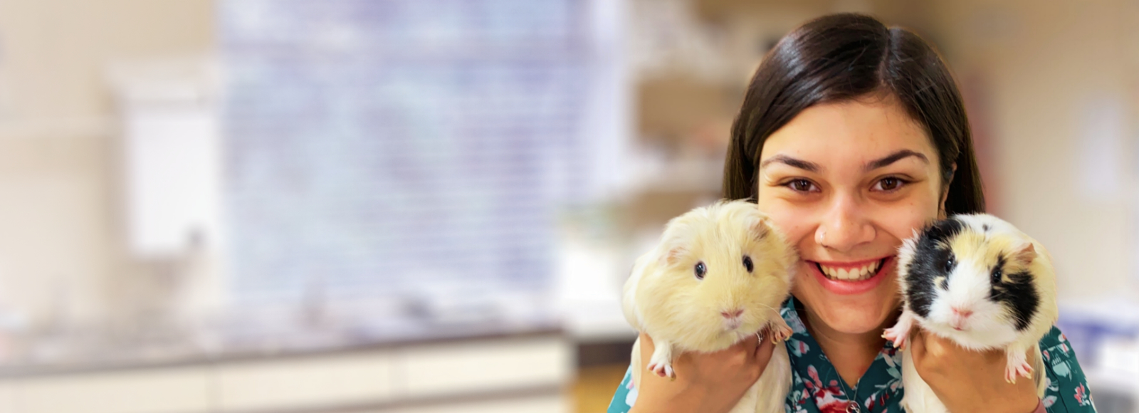 Vet Tech Holding 2 Guinea Pigs