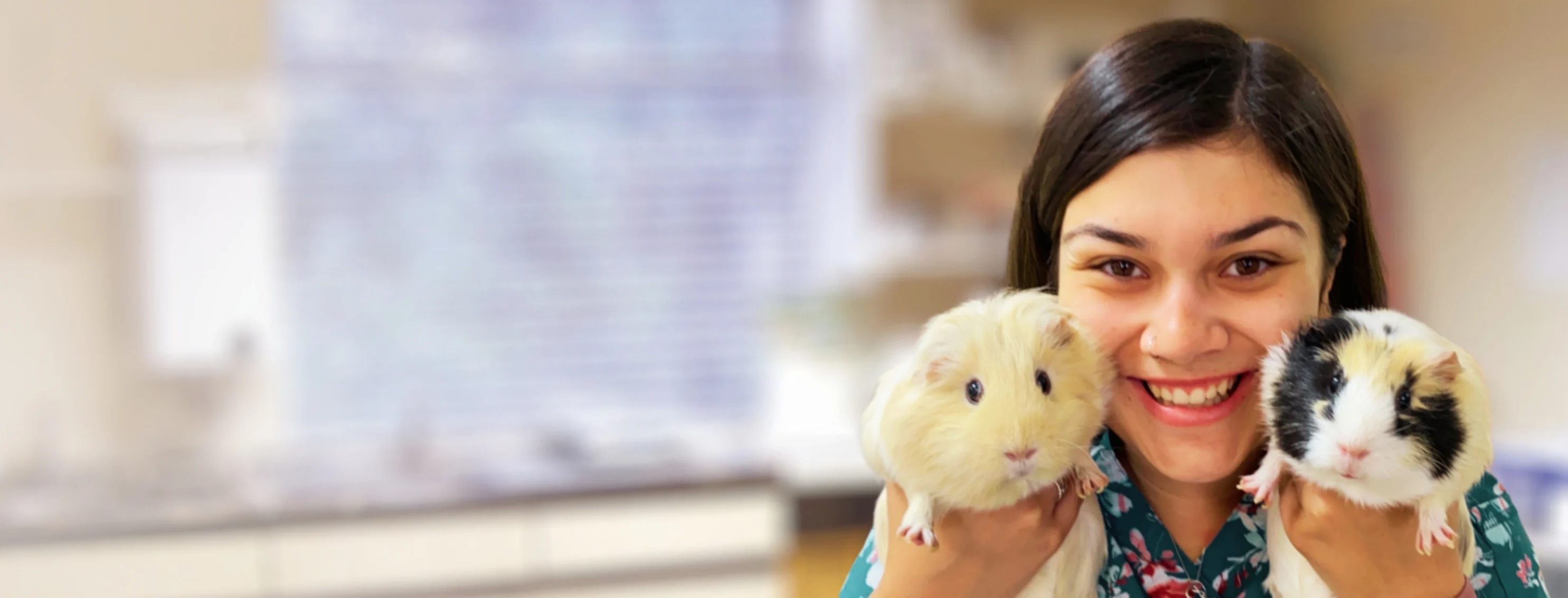 Vet Tech Holding 2 Guinea Pigs Vet Tech Holding 2 Guinea Pigs