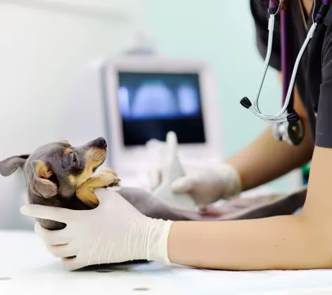 Dog receiving an ultrasound