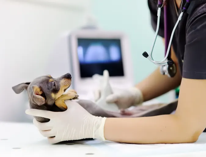 Dog receiving an ultrasound