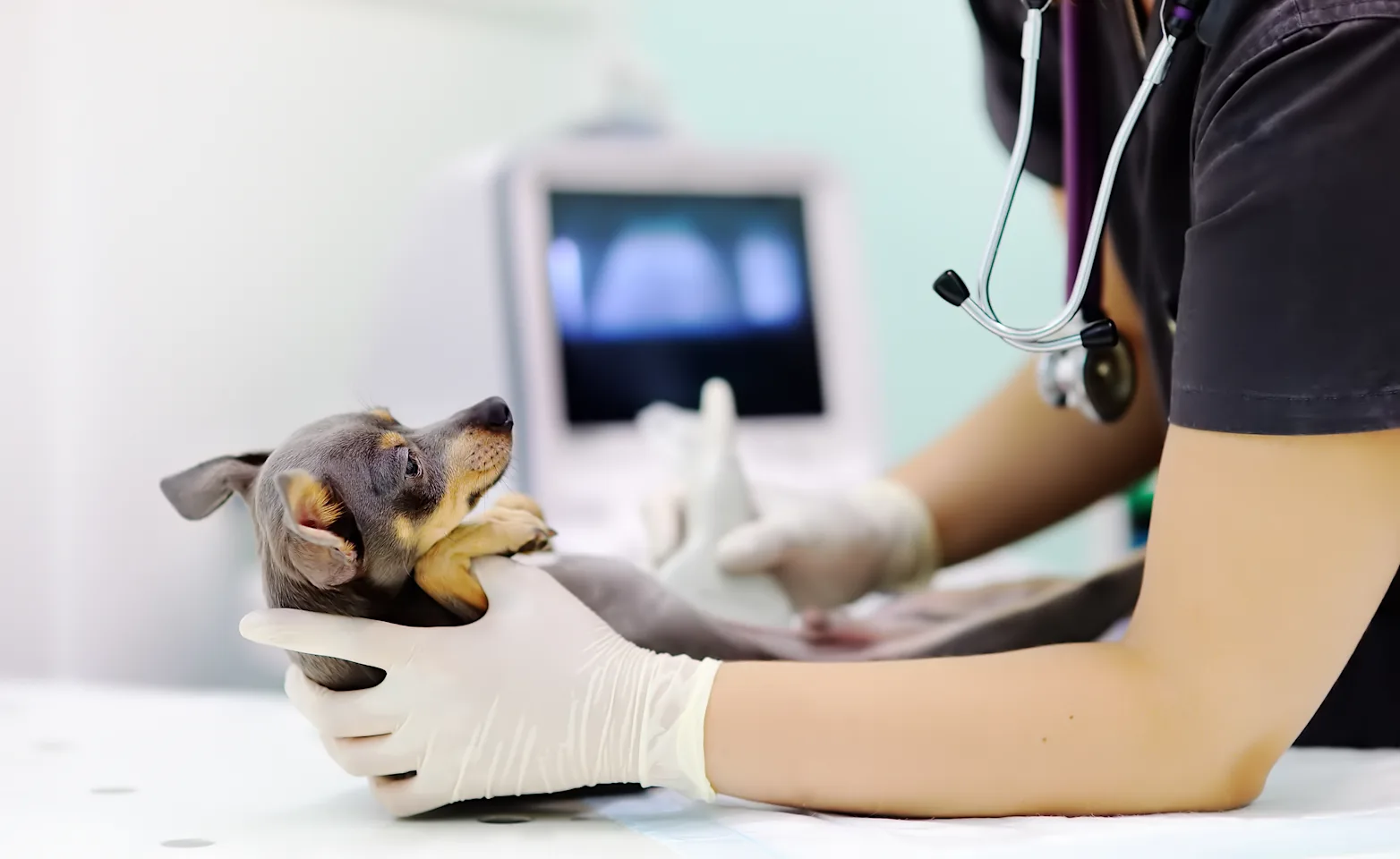 Dog receiving an ultrasound Dog receiving an ultrasound