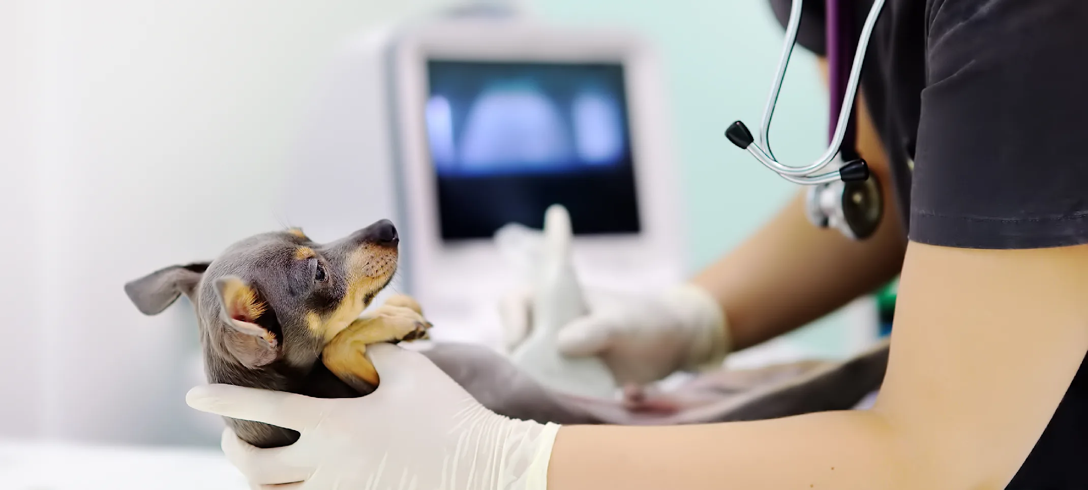 Dog receiving an ultrasound