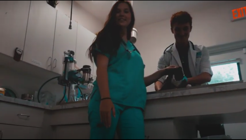 Walking through hospital from perspective of pet