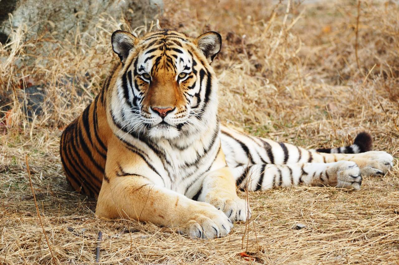 Tigers | Care Animal Hospital