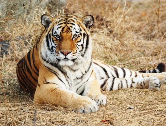 Tiger laying down in its natural habitat.