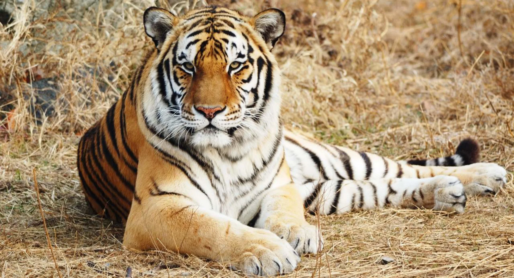 Tiger laying down in its natural habitat. Tiger laying down in its natural habitat.
