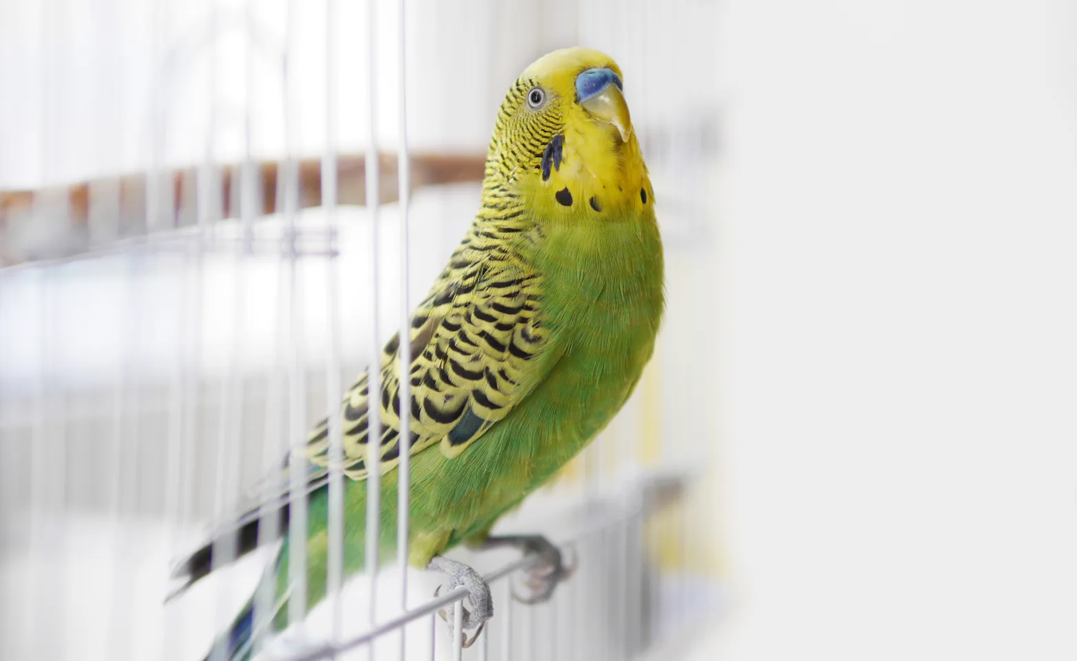 greeen bird in open cage door 