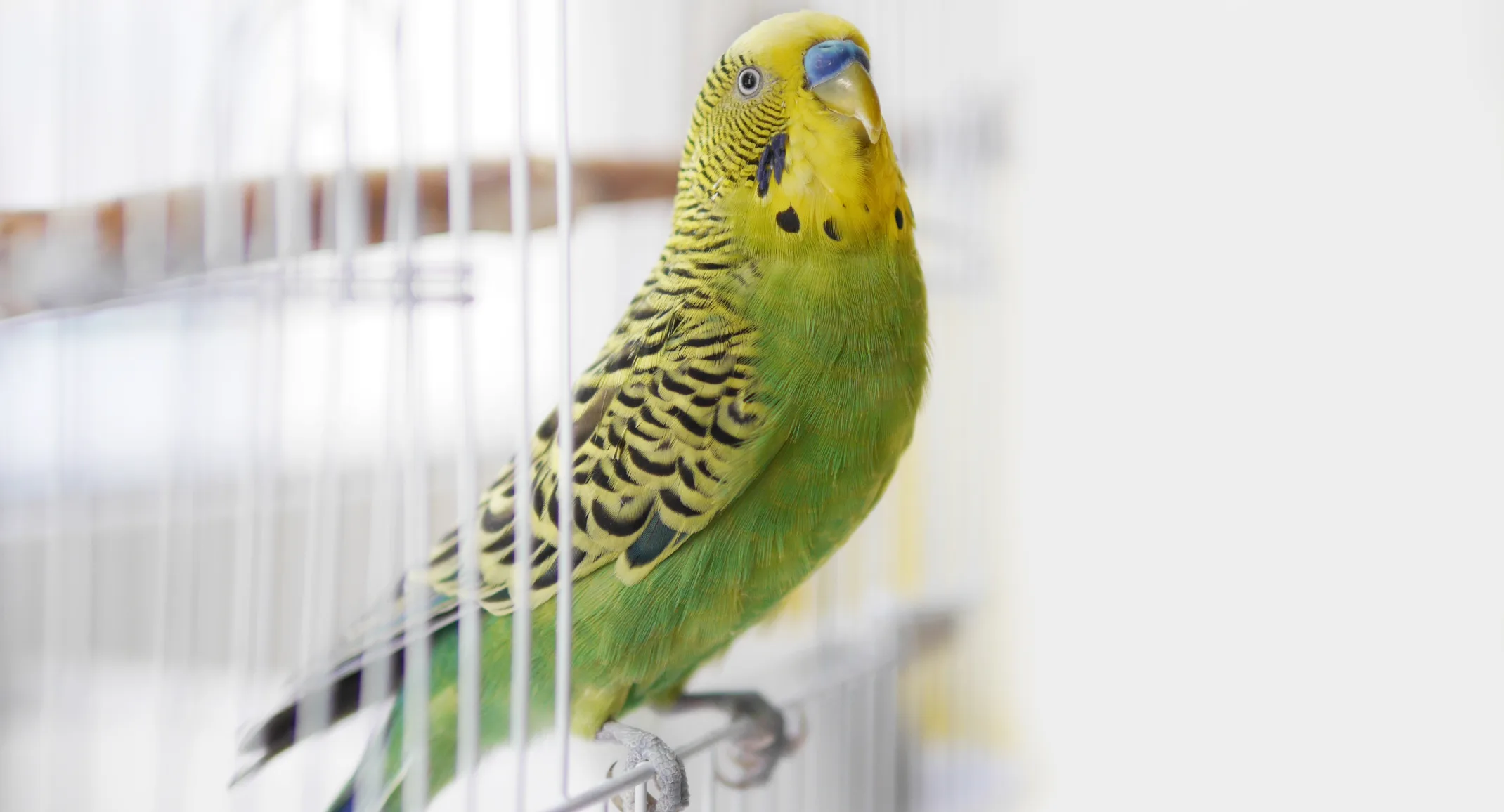 greeen bird in open cage door 