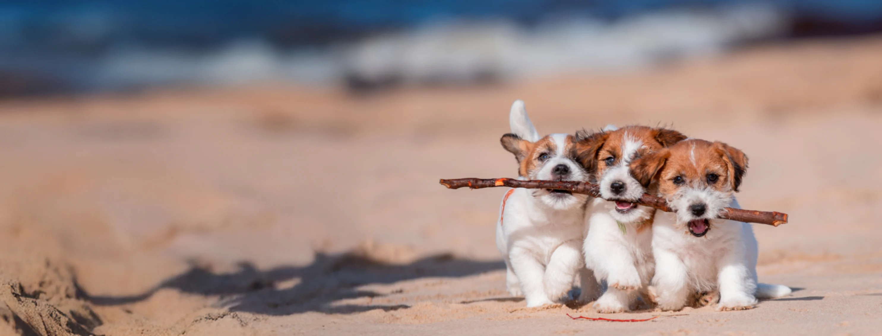3 Dogs Running on the Beach 3 Dogs Running on the Beach