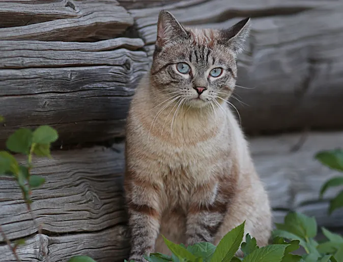 cat sitting in front of wood 