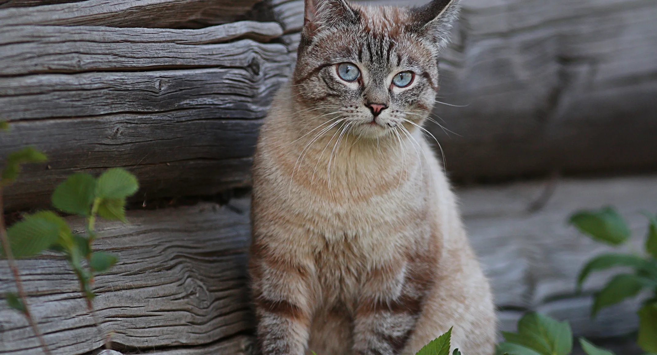 cat sitting in front of wood 