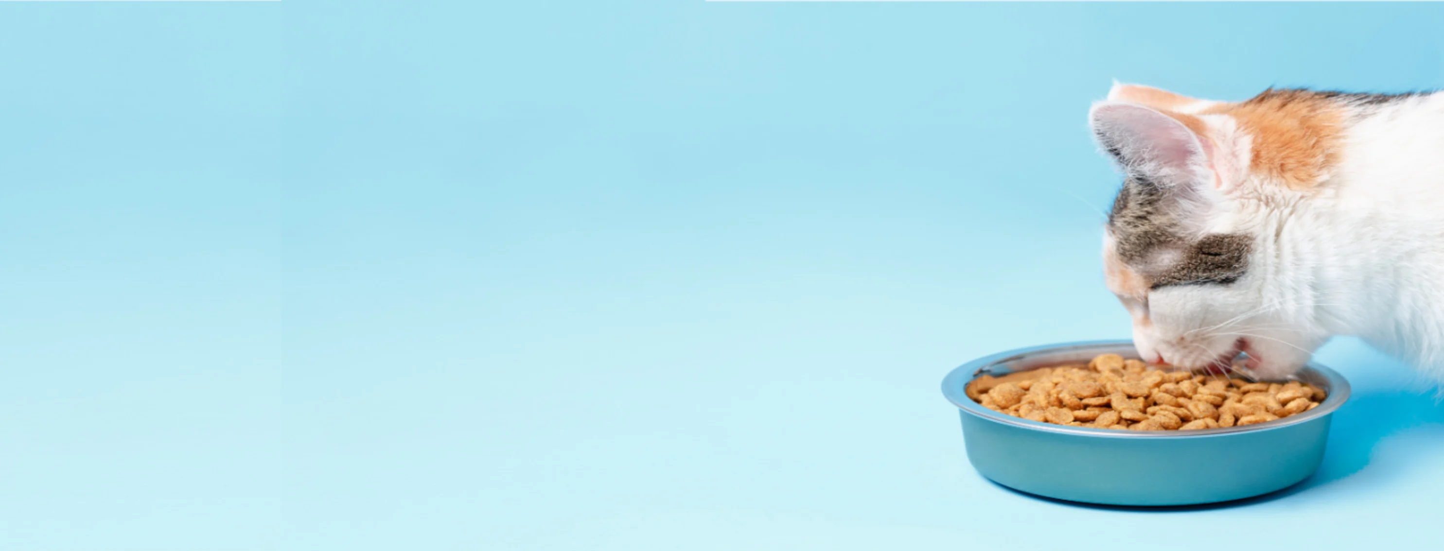 Cat eating from food bowl with a blue studio background