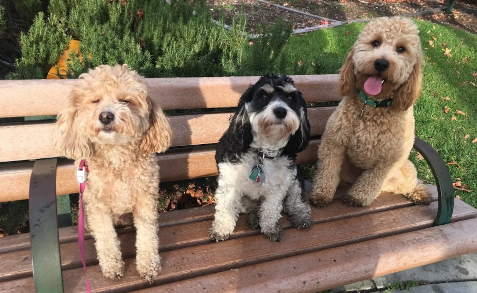 Dogs on benches