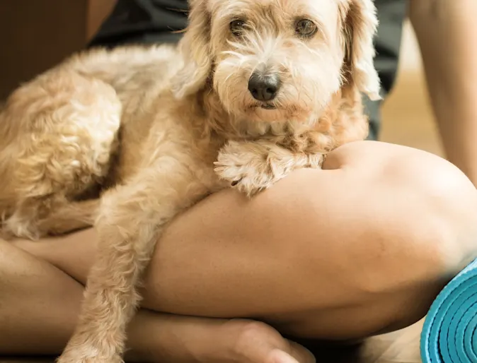 dog sitting on woman's lap with yoga mat dog sitting on woman's lap with yoga mat