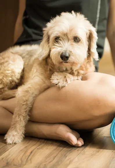 dog sitting on woman's lap with yoga mat dog sitting on woman's lap with yoga mat