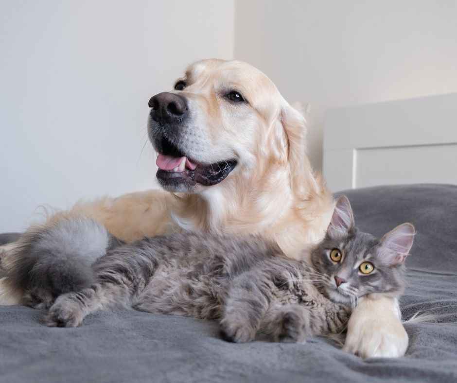 Dog and cat laying next to each other