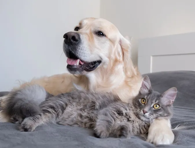 Dog and cat laying next to each other Dog and cat laying next to each other