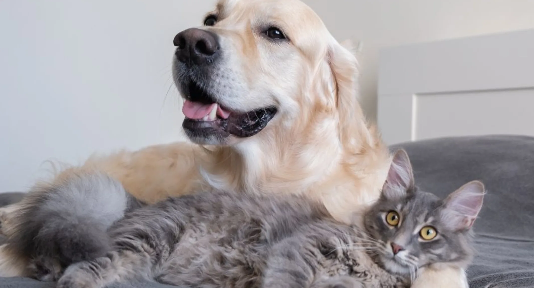 Dog and cat laying next to each other Dog and cat laying next to each other