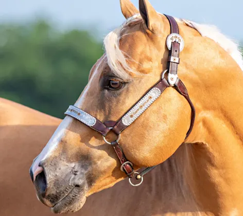 Close up head shot of a beautiful tan horse Close up head shot of a beautiful tan horse