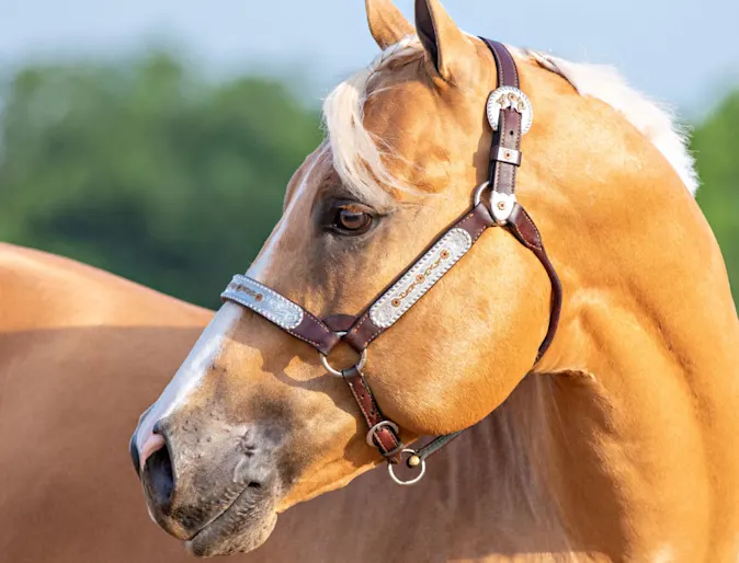 Close up head shot of a beautiful tan horse 