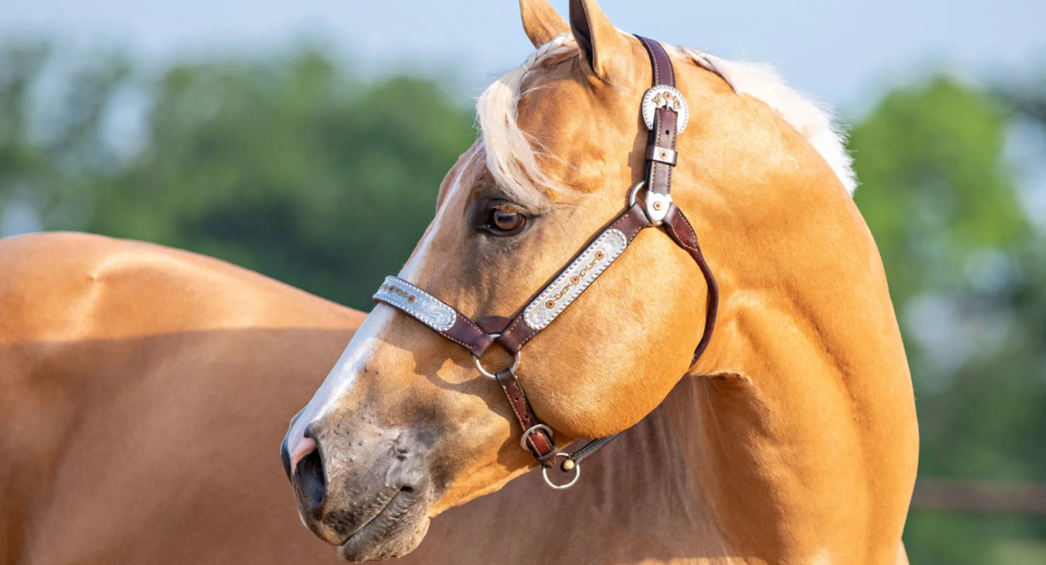 Close up head shot of a beautiful tan horse 