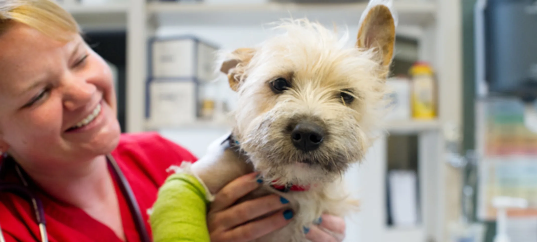 Staff smiling and holding a white dog Staff smiling and holding a white dog