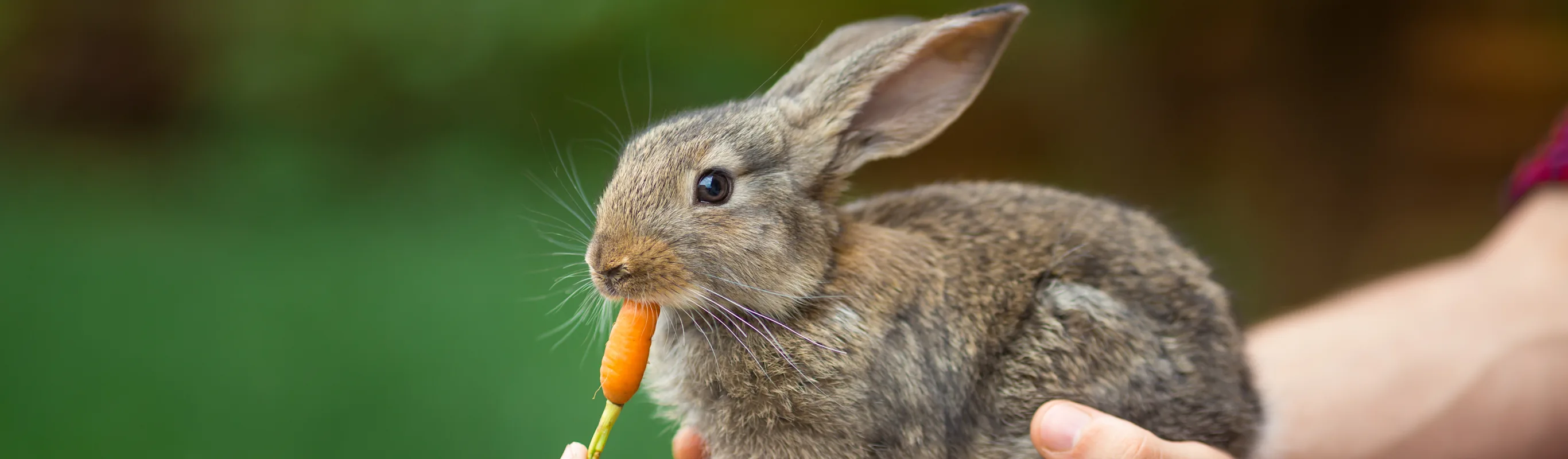 Cute Bunny Rabbit being held and the other person is feeding it a carrot Cute Bunny Rabbit being held and the other person is feeding it a carrot