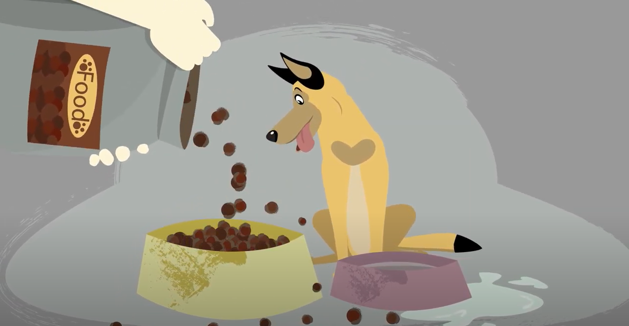 Video of dog wellness lesson