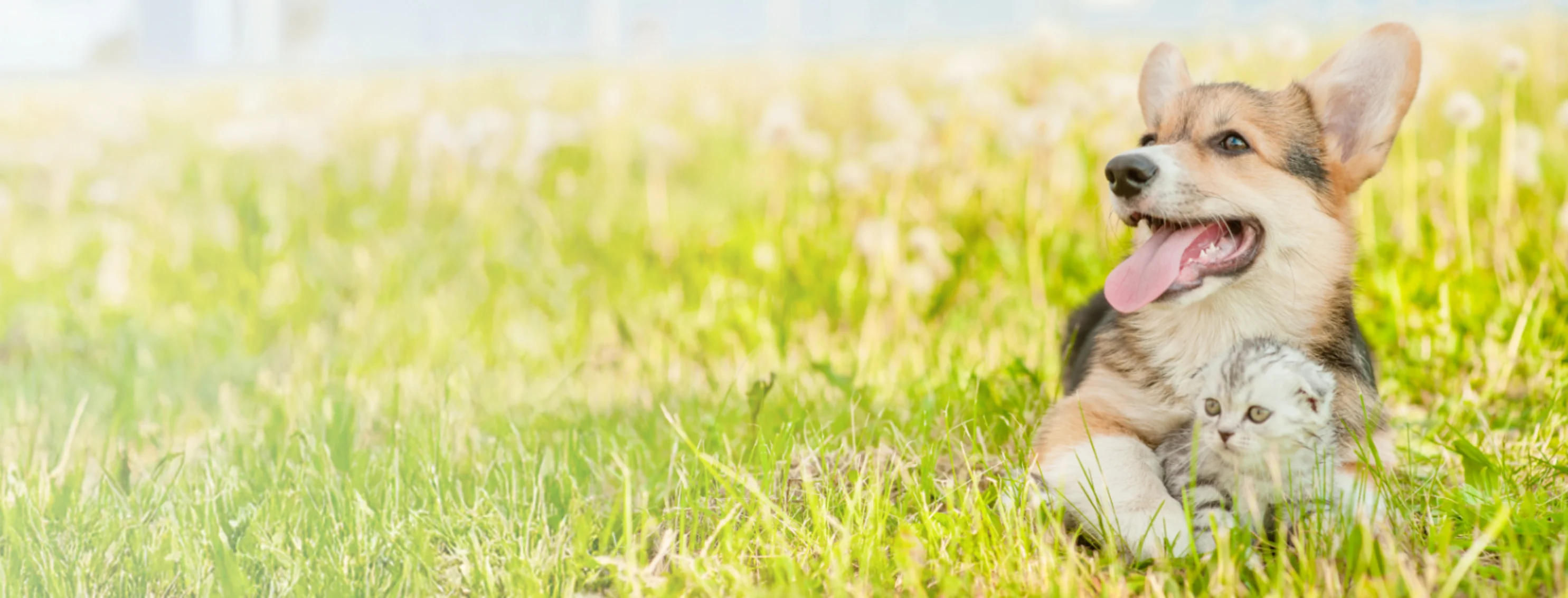 Dog (Corgi) and Gray Kitten Laying in the Grass Together Dog (Corgi) and Gray Kitten Laying in the Grass Together