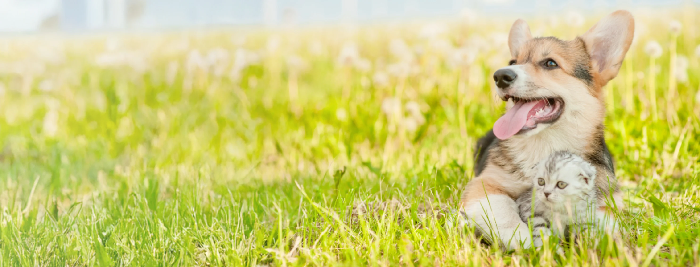 Dog (Corgi) and Gray Kitten Laying in the Grass Together Dog (Corgi) and Gray Kitten Laying in the Grass Together