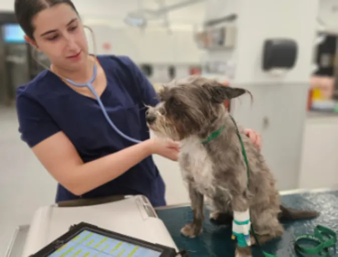 Staff member examining a dog Staff member examining a dog