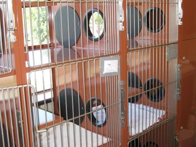 Animal Medical and Surgical Hospital of Frisco Cat Boarding where they can go from one cage to the other. 