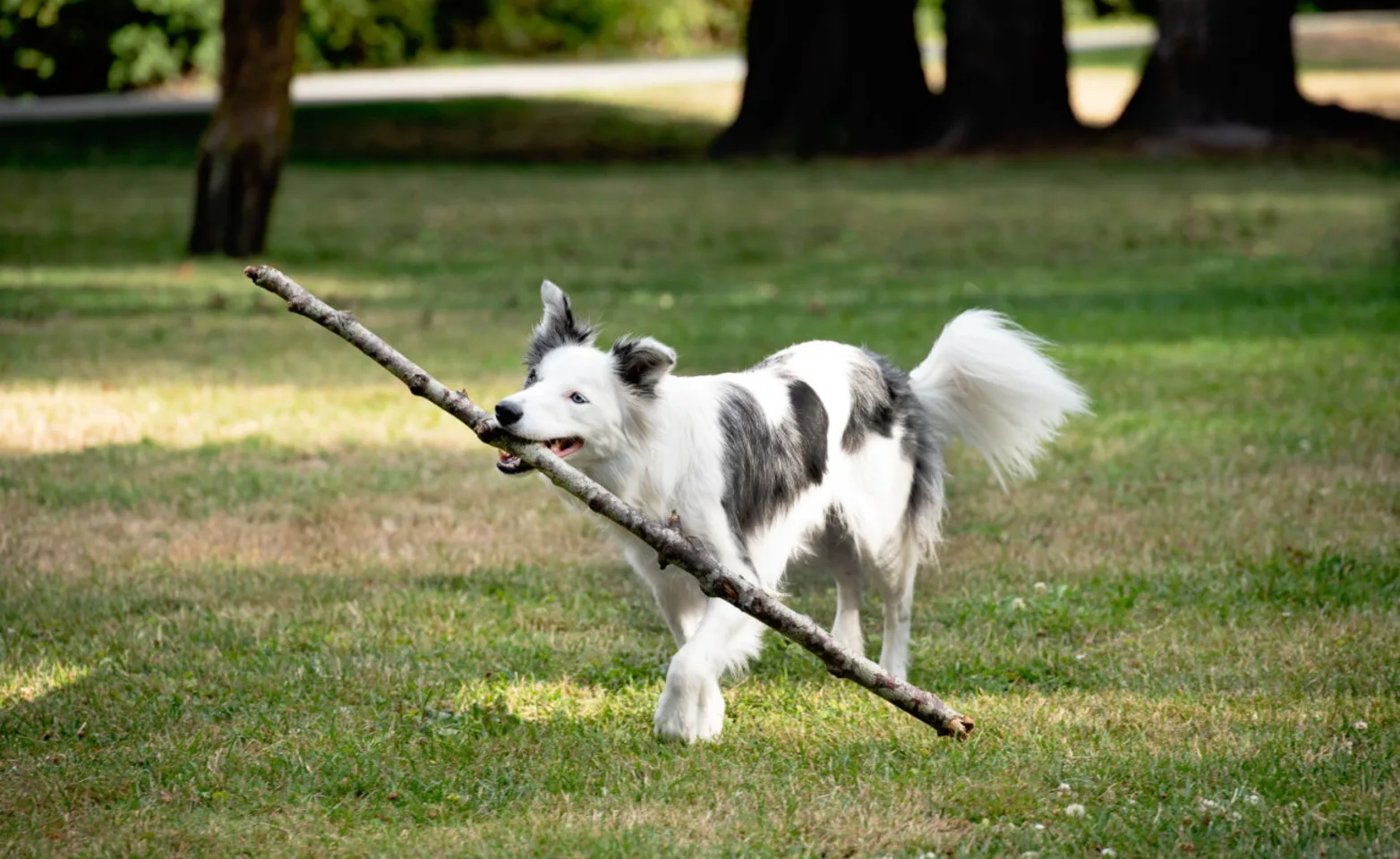 A dog holding a stick in its mouth A dog holding a stick in its mouth