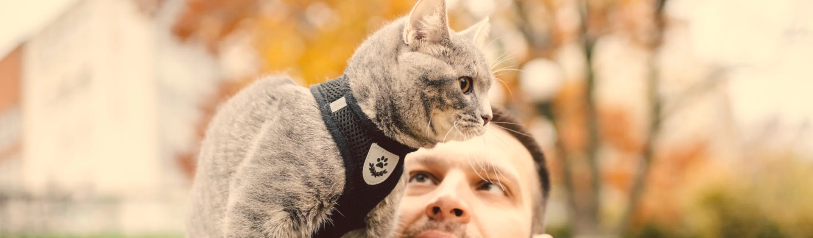 A person walking while a cat is perched on their shoulder A person walking while a cat is perched on their shoulder