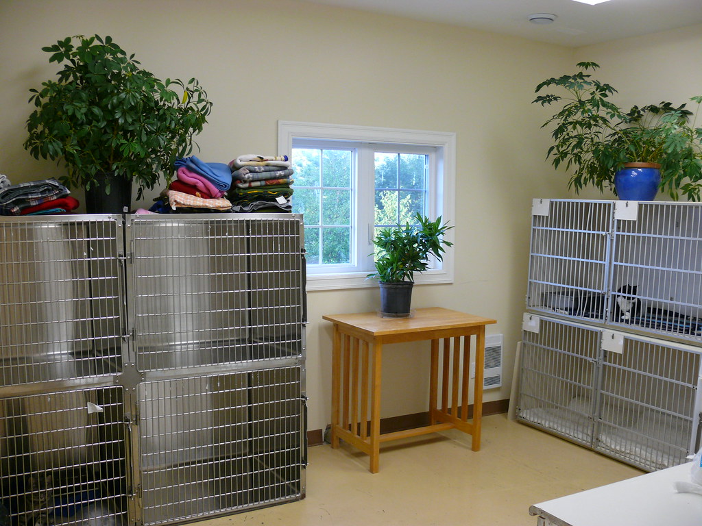 Baccalieu Trail Animal Hospital The Purrfect Place