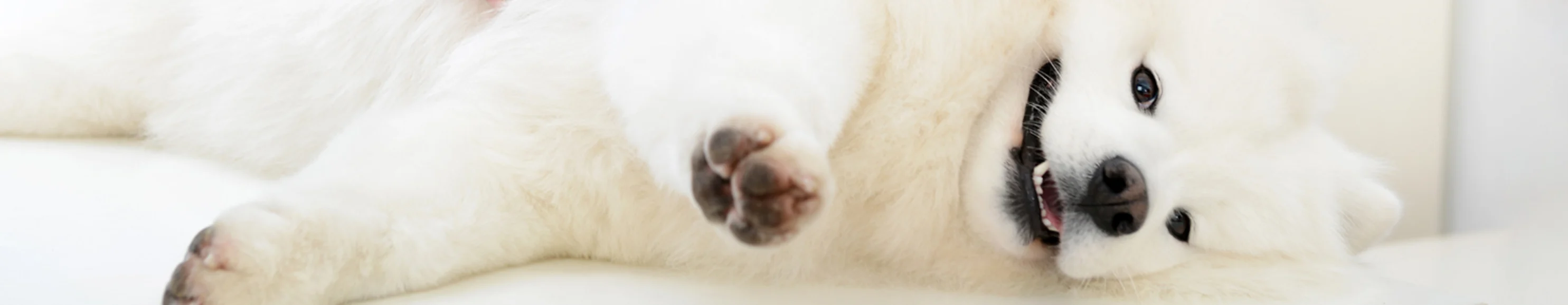 White fluffy dog being examined at Animal Specialty Center