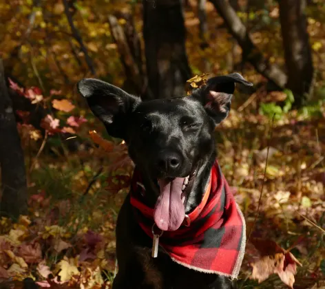 Black lab is sitting on a a pile of leaves in the fall with his or her's red banadana on and tongue out.