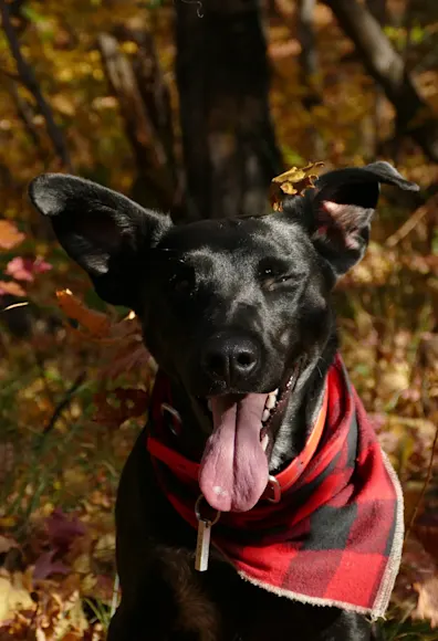 Black lab is sitting on a a pile of leaves in the fall with his or her's red banadana on and tongue out.