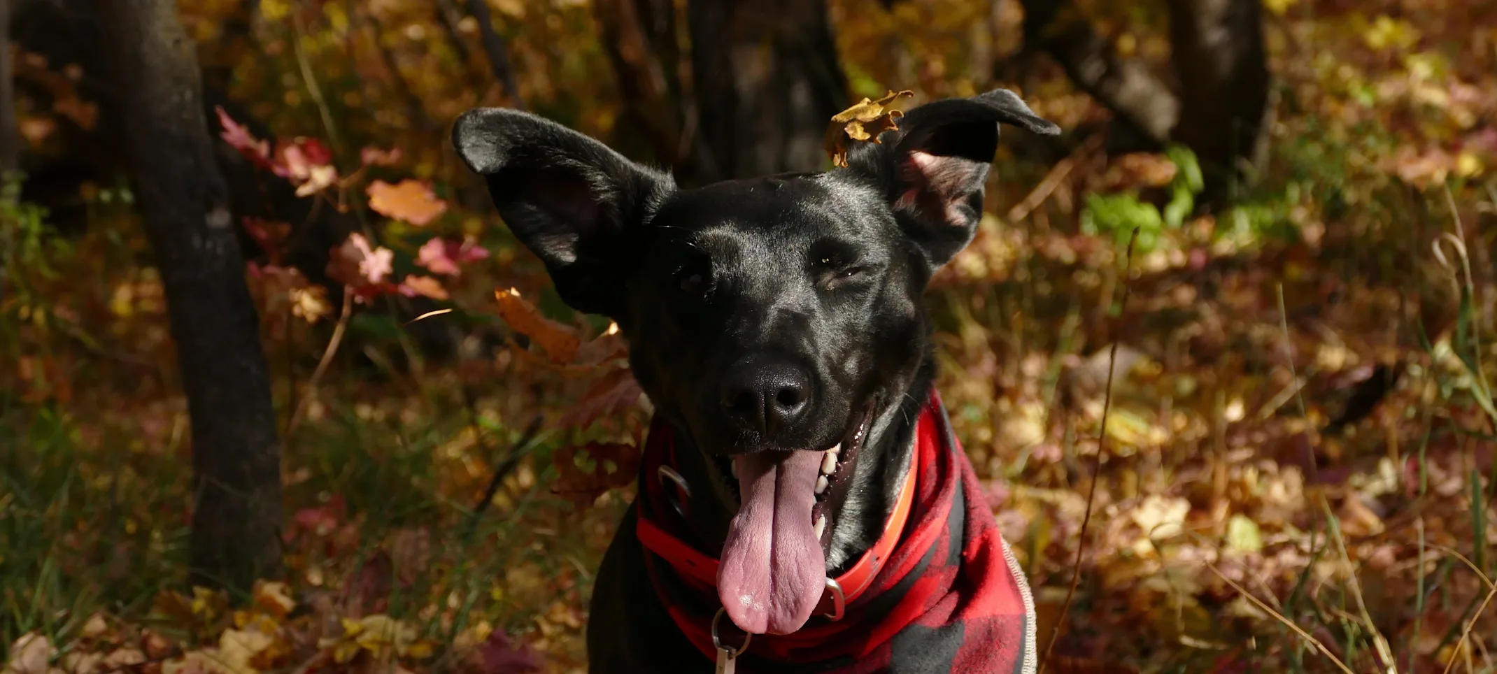 Black lab is sitting on a a pile of leaves in the fall with his or her's red banadana on and tongue out. Black lab is sitting on a a pile of leaves in the fall with his or her's red banadana on and tongue out.