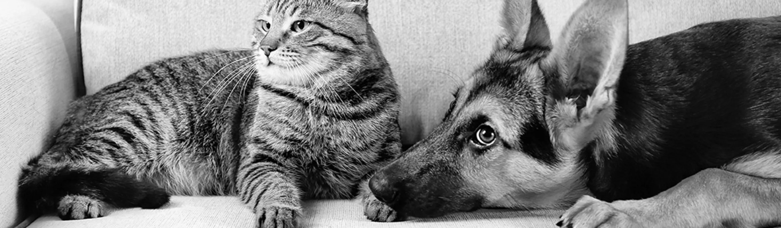 Black and white photo of a dog and cat laying on a couch