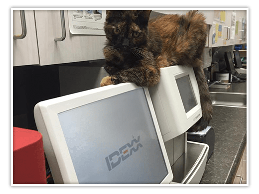Brown and Black Cat on top of monitor screen at Forest Hill Animal Hospital