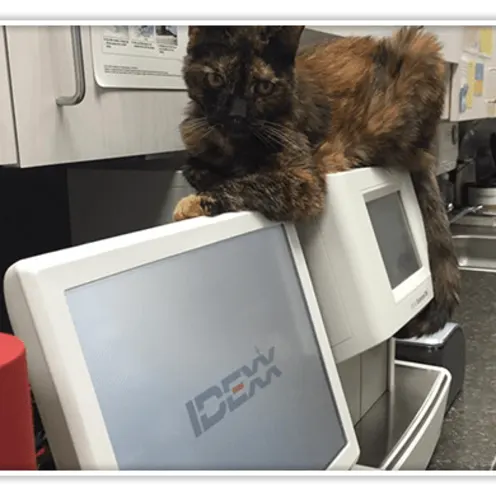Brown and Black Cat on top of monitor screen at Forest Hill Animal Hospital