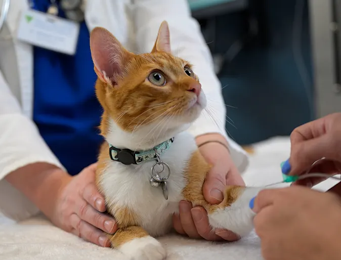 Orange Cat getting IV Orange Cat getting IV