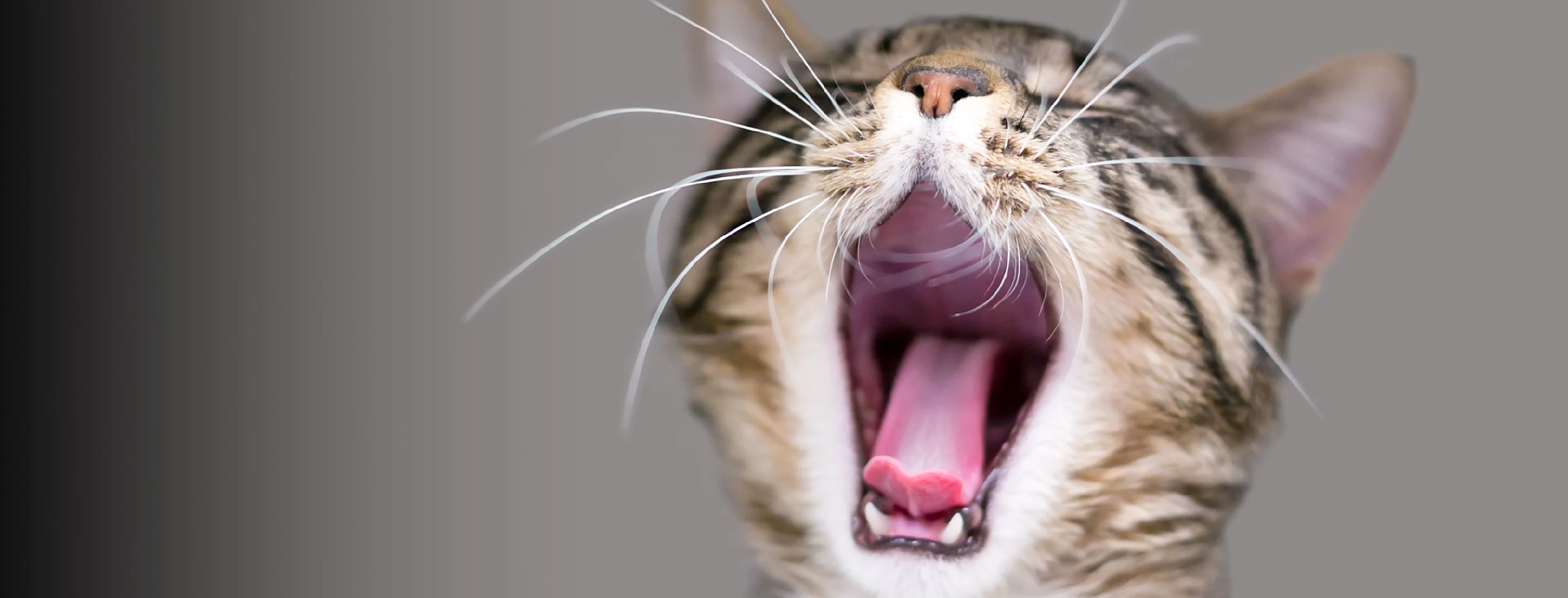 A small cat with its mouth wide open A small cat with its mouth wide open