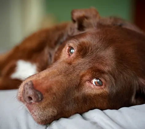 Dog laying on bed Dog laying on bed