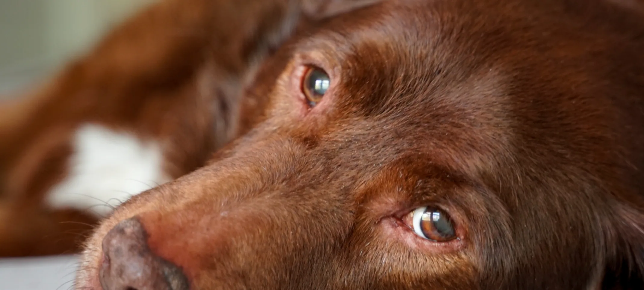 Dog laying on bed