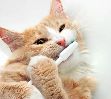 Cat Toothbrush Yellow Cat Toothbrush Yellow