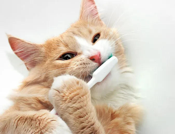Cat Toothbrush Yellow Cat Toothbrush Yellow